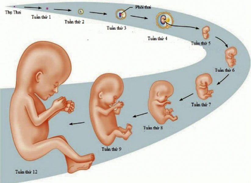 phá thai- ý định phá thai- sự phát triển của thai nhi