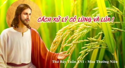 Cách xử lý cỏ lùng và lúa !