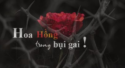 Hoa Hồng trong bụi gai - Phần V