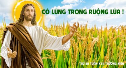 Cỏ lùng trong ruộng lúa !